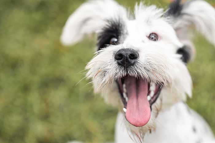 Grundkurs i Nose Work är en kul aktivitet för både dig och din hund.