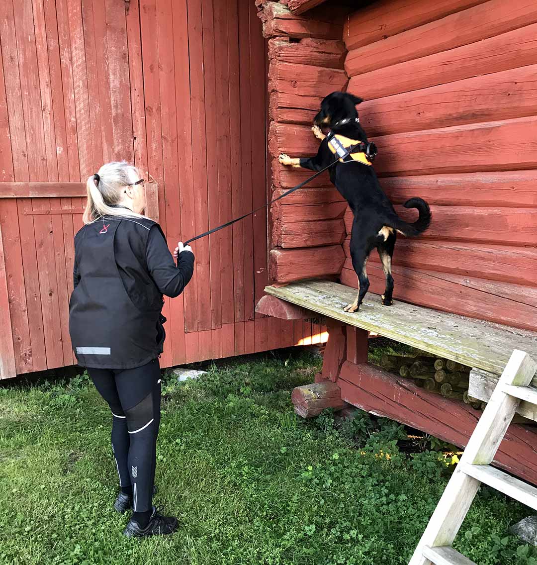 Sonja med Juno. Juno helt fokuserad på gömman