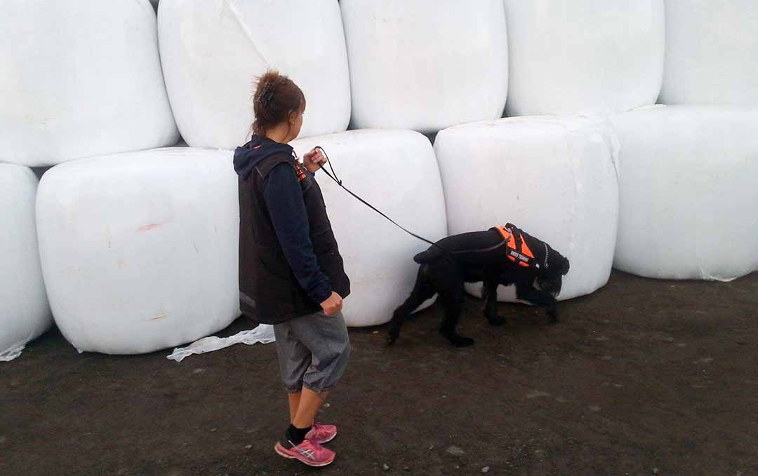 Madde och Mallan bland ensilage balar